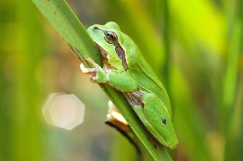 Ich bin ein Laubfrosch.